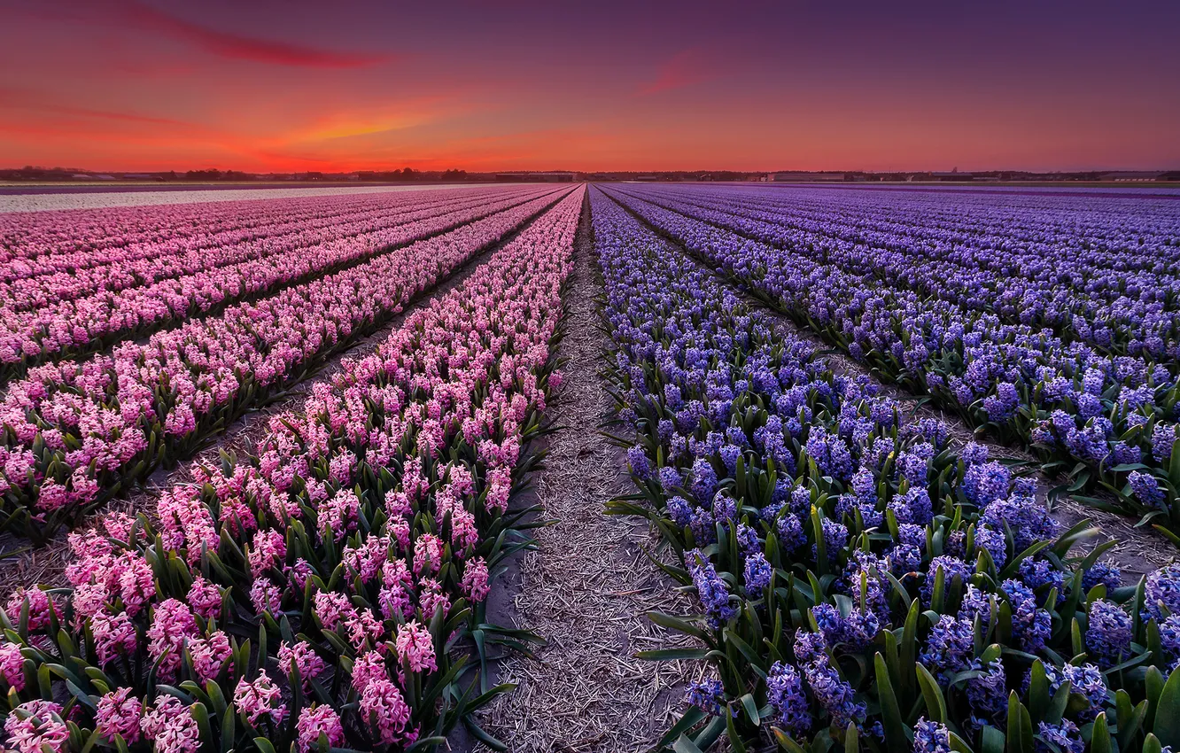 Фото обои поле, закат, цветы, вечер, Голандия, плантация