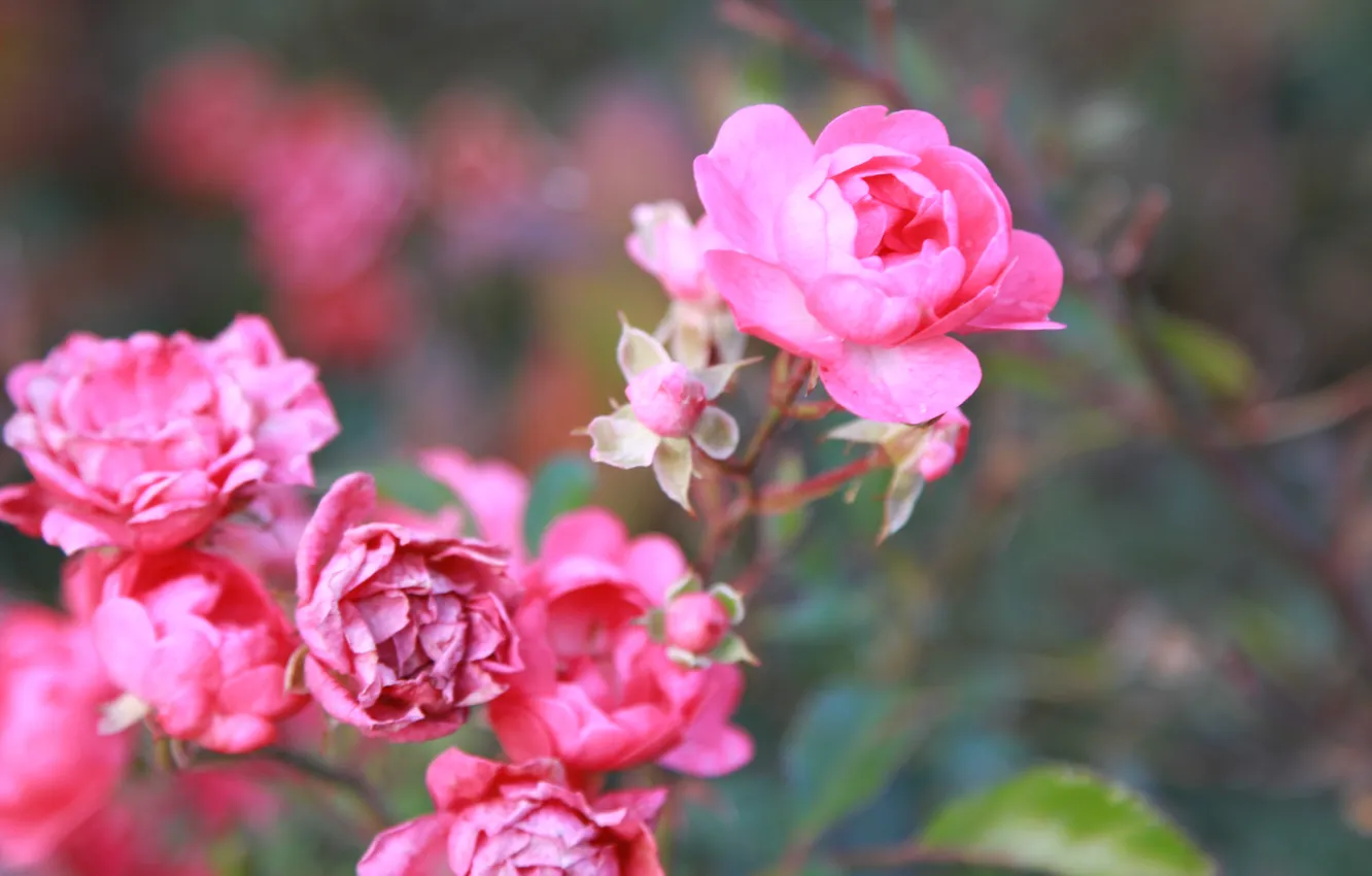 Фото обои цветы, куст, розы, лепестки