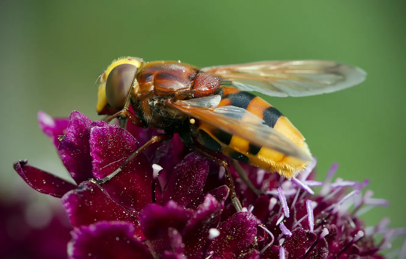 Фото обои макро, цветы, насекомое, Журчалка