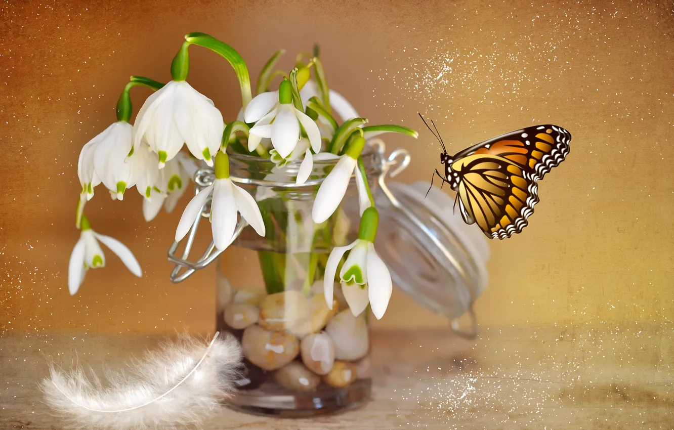Фото обои цветы, камни, перо, коллаж, бабочка, подснежники, банка