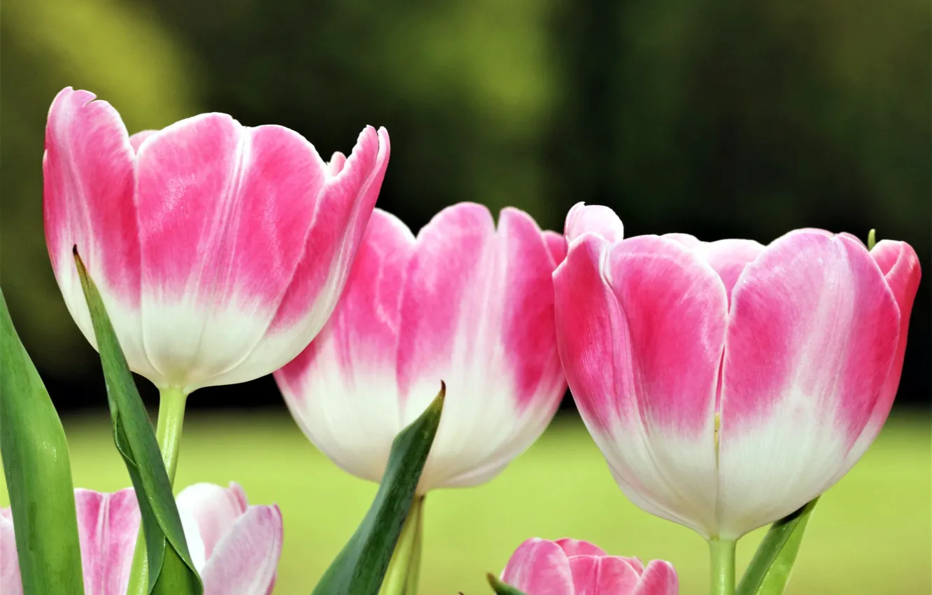Фото обои фон, весна, трио, розовые тюльпаны