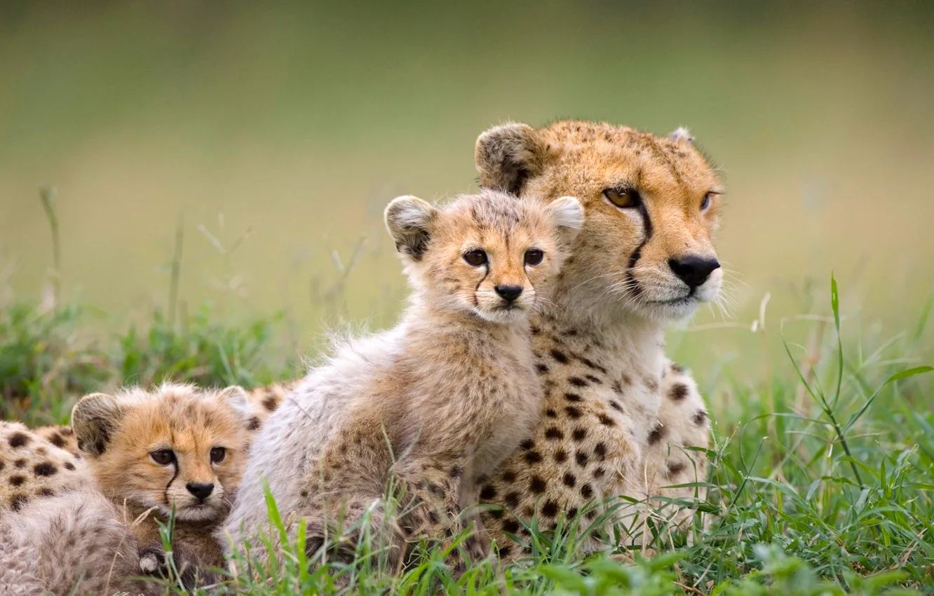 Фото обои природа, котята, гепард, саванна, африка