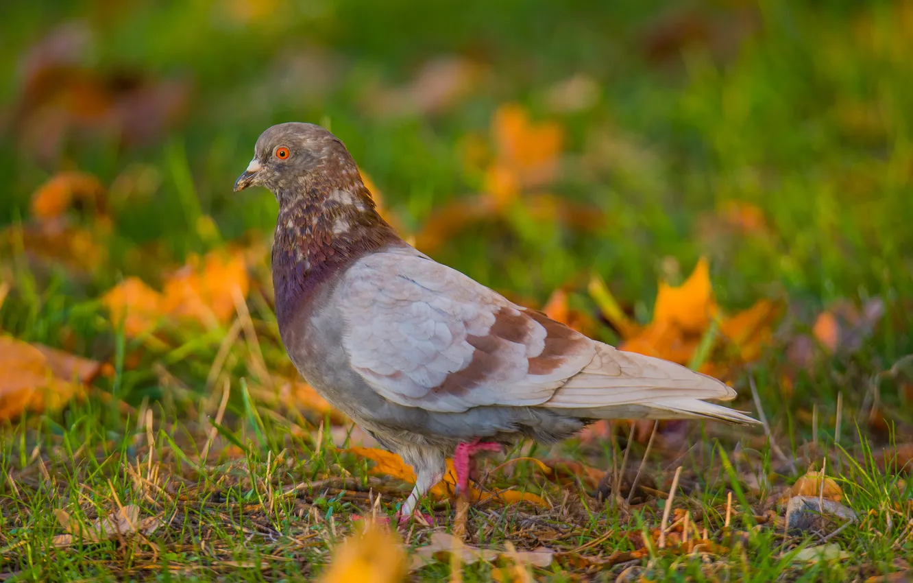 Фото обои осень, трава, листья, птица, голуби