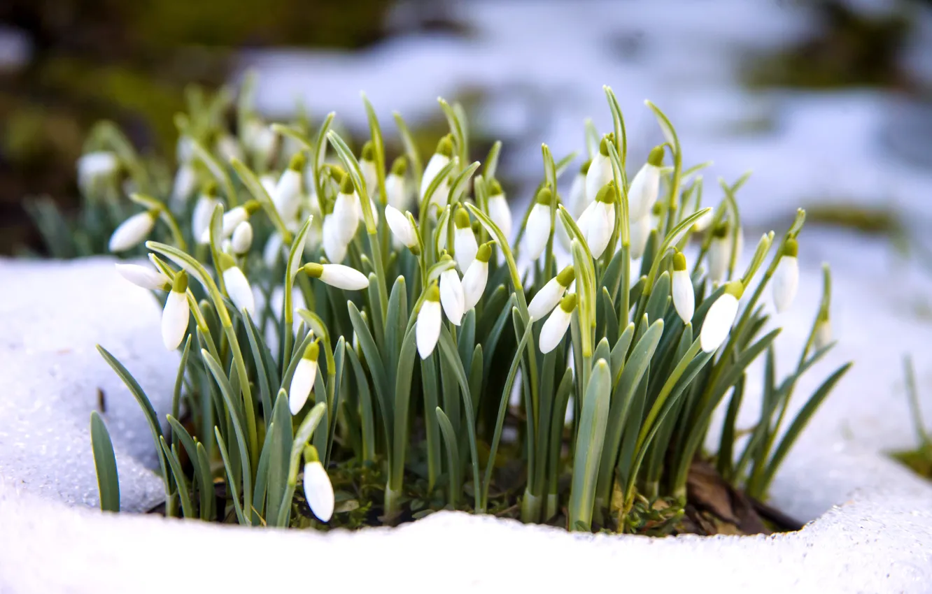 Фото обои снег, цветы, весна, подснежники, white, flowers, snow, spring