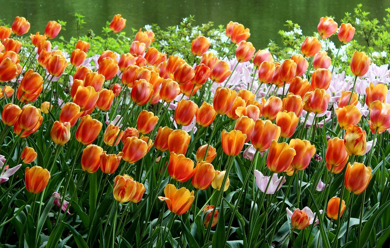 Фото обои тюльпаны, оранжевые, клумба, много