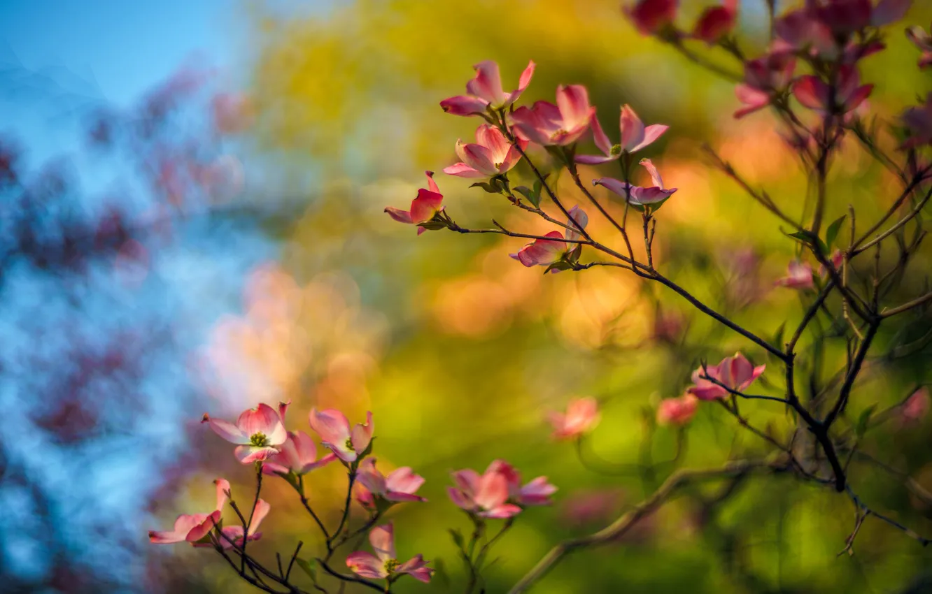 Фото обои цветы, ветки, яркий, фон, весна, розовые, ярко, цветение