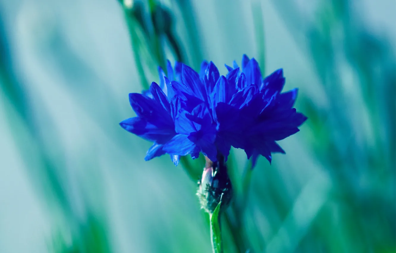 Фото обои цветок, макро, синий, размытость, волошка, Василек