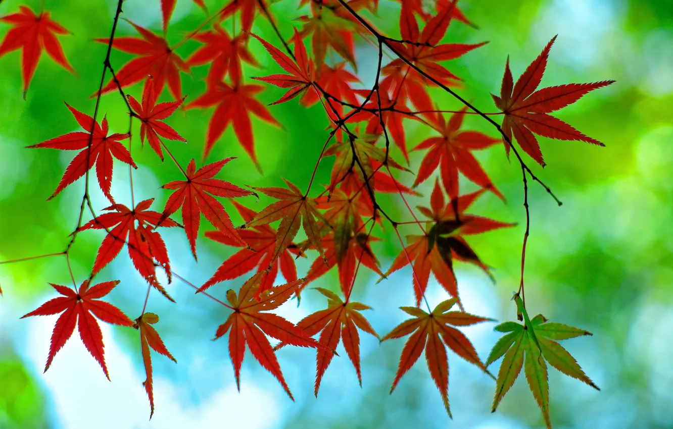 Фото обои осень, листья, ветка, клен, багрянец