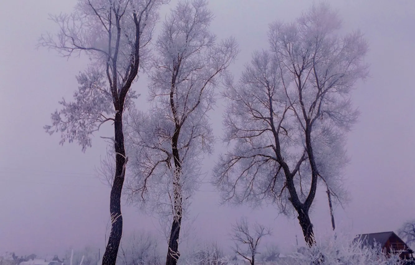 Фото обои зима, иней, деревья, январь