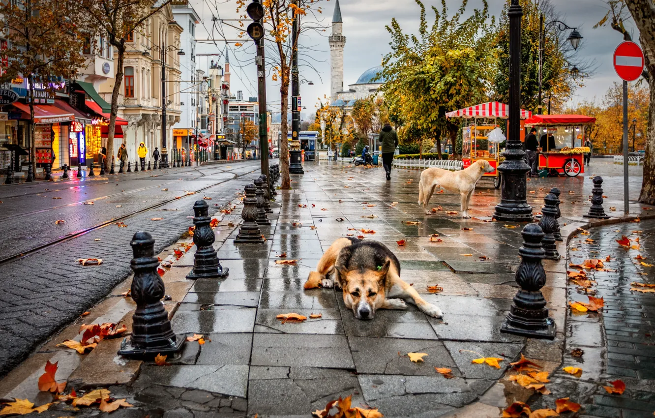 Фото обои осень, собаки, город, дождь, улица, дома, Александр Безмолитвенный