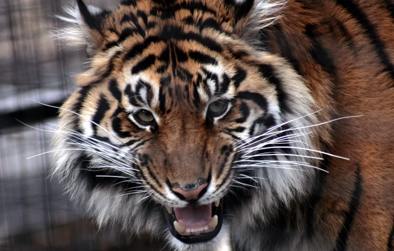 Фото обои усы, взгляд, морда, тигр, зубы, пасть, злой, напряженный