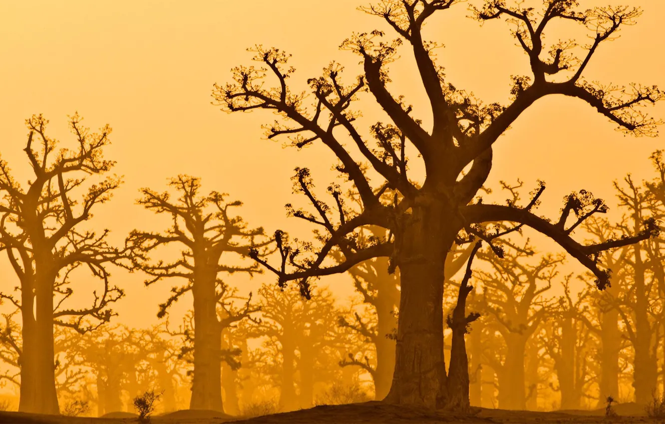 Фото обои деревья, баобаб, Сенегал, заповедник Бандиа