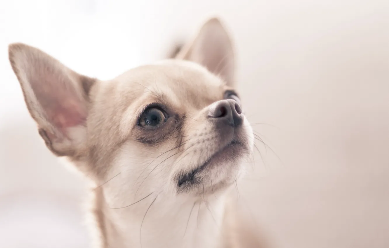 Фото обои взгляд, собака, Chihuahua
