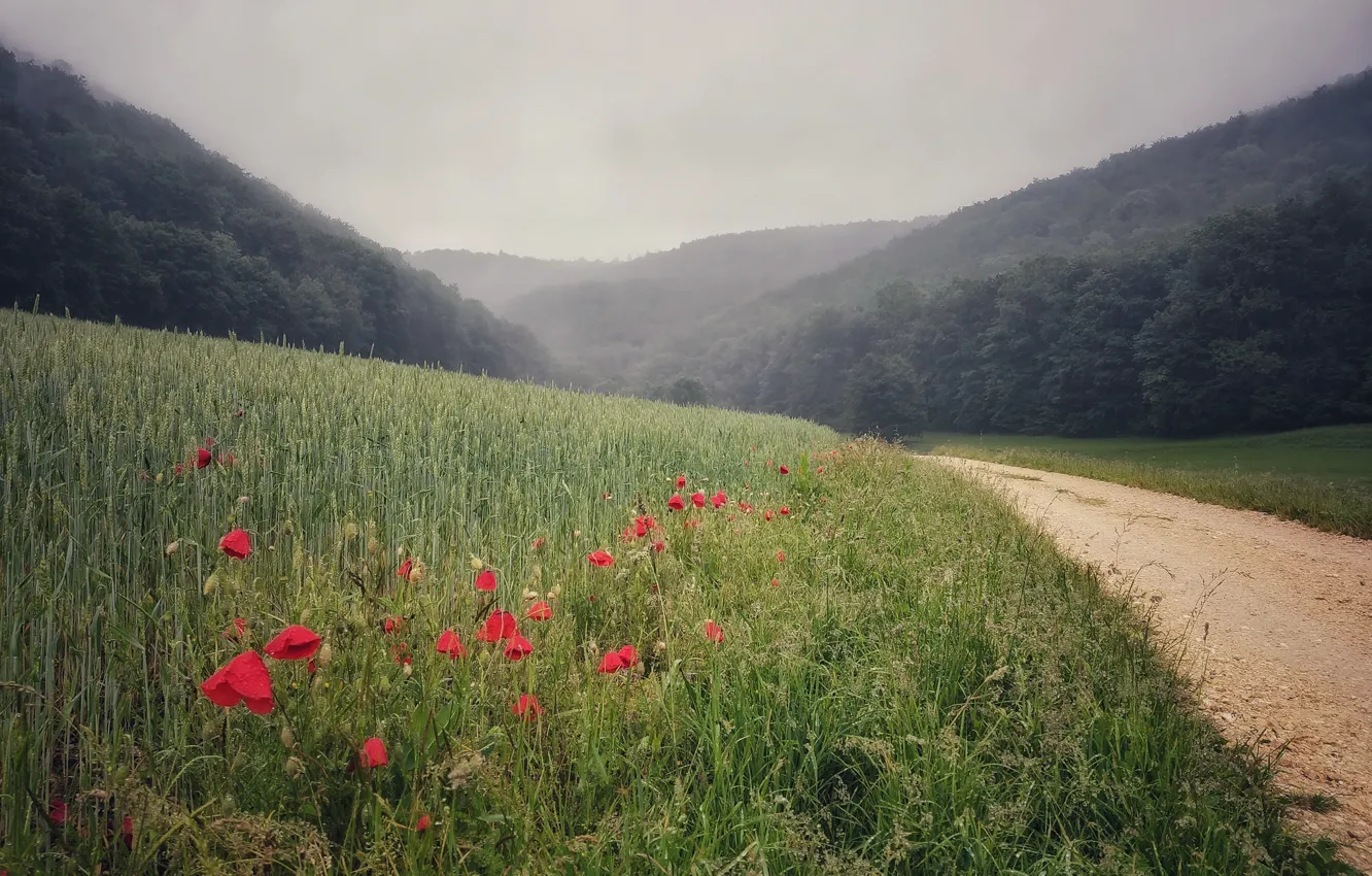 Фото обои дорога, лето, маки