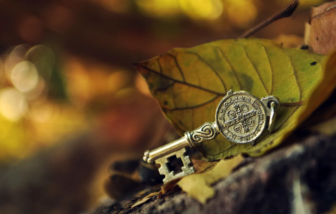 Фото обои листья, макро, металл, камень, ключ, зеленые