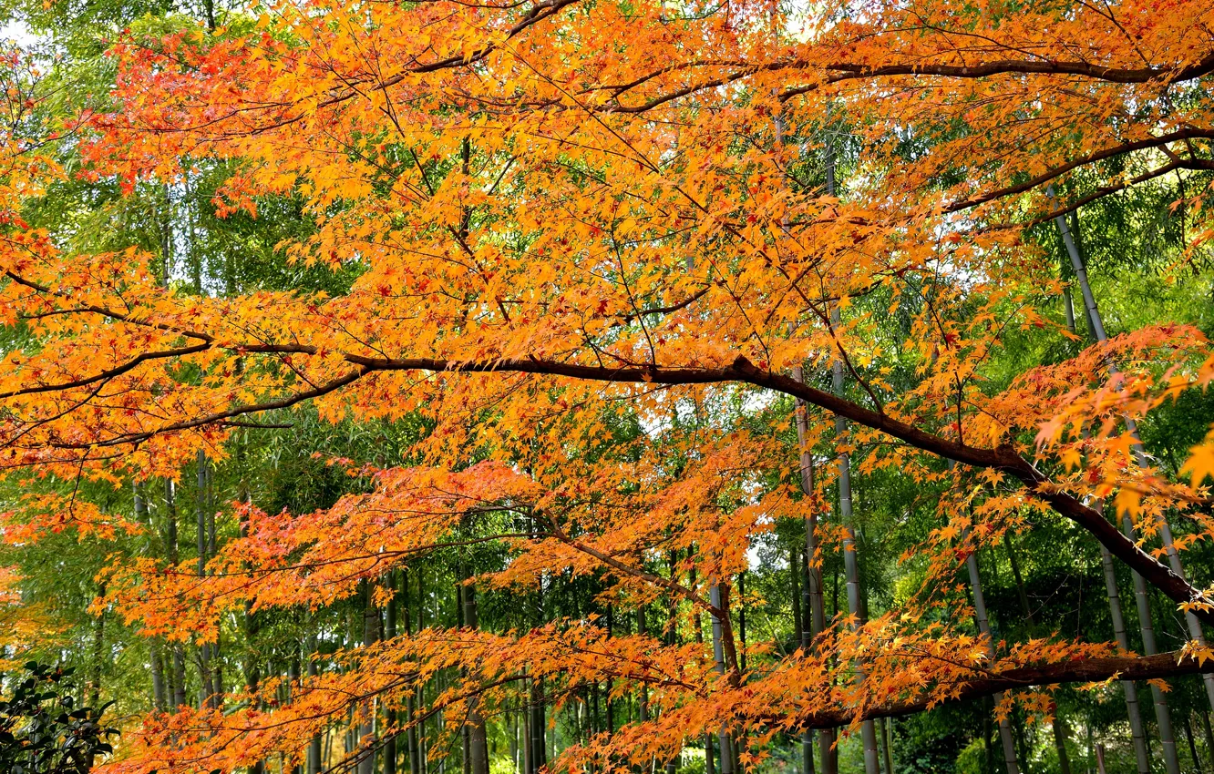 Фото обои осень, лес, листья, деревья, багрянец