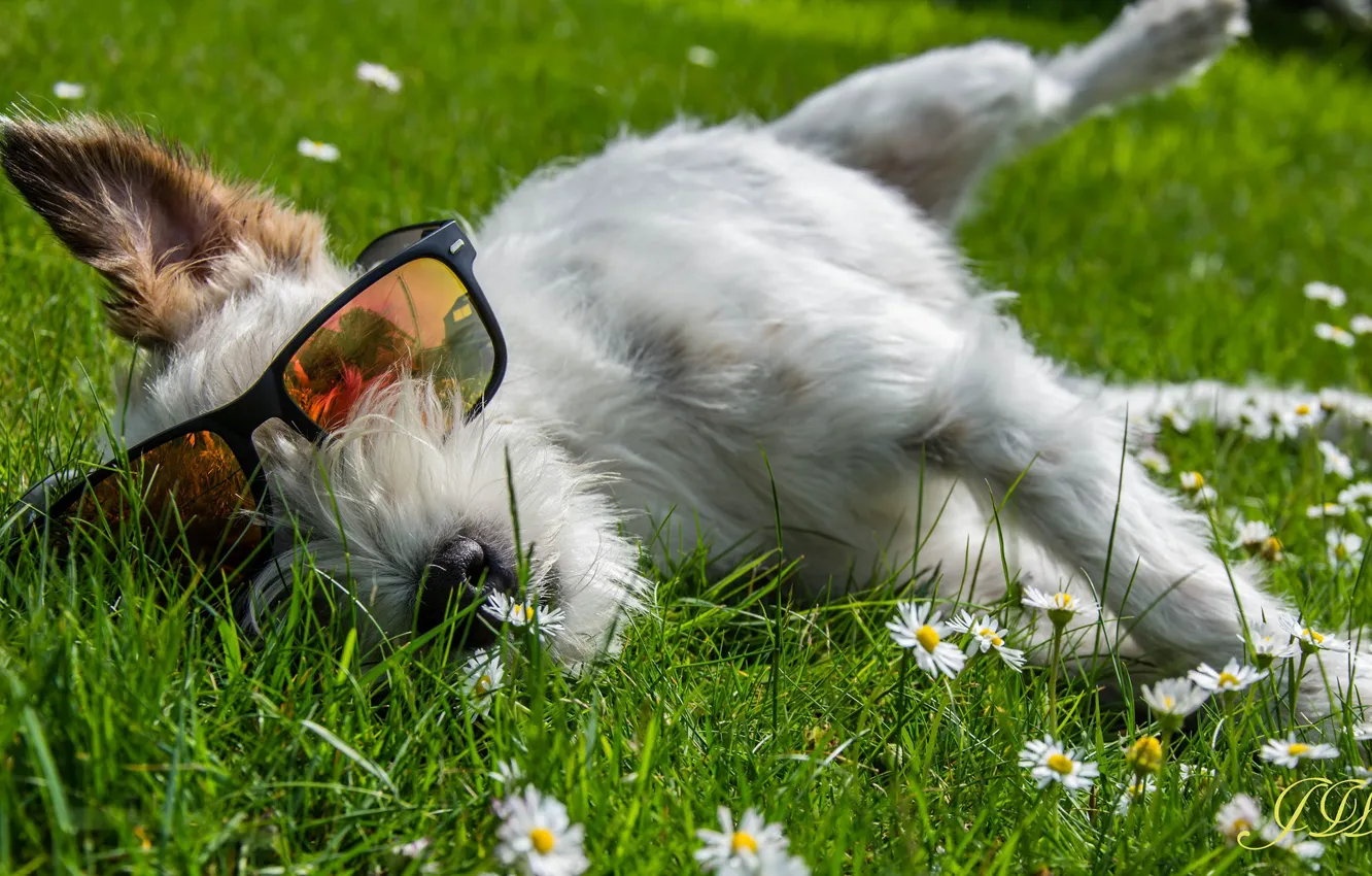 Фото обои лето, луг, очки, пес