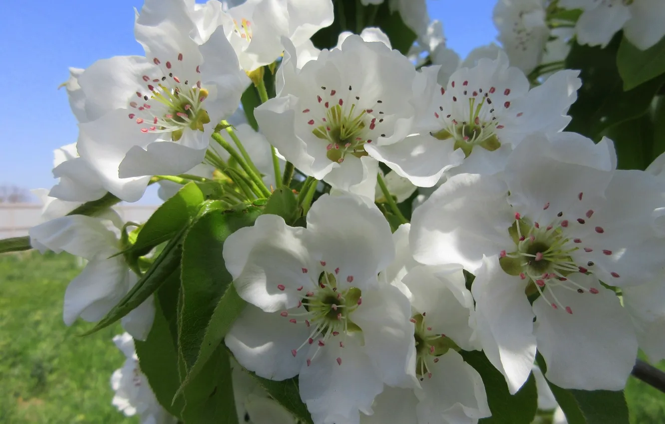 Фото обои цветы, Meduzanol ©, цветущая груша