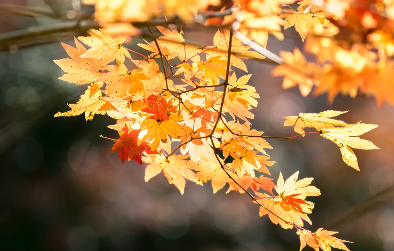 Фото обои осень, листья, дерево, colorful, клен, autumn, leaves, осенние