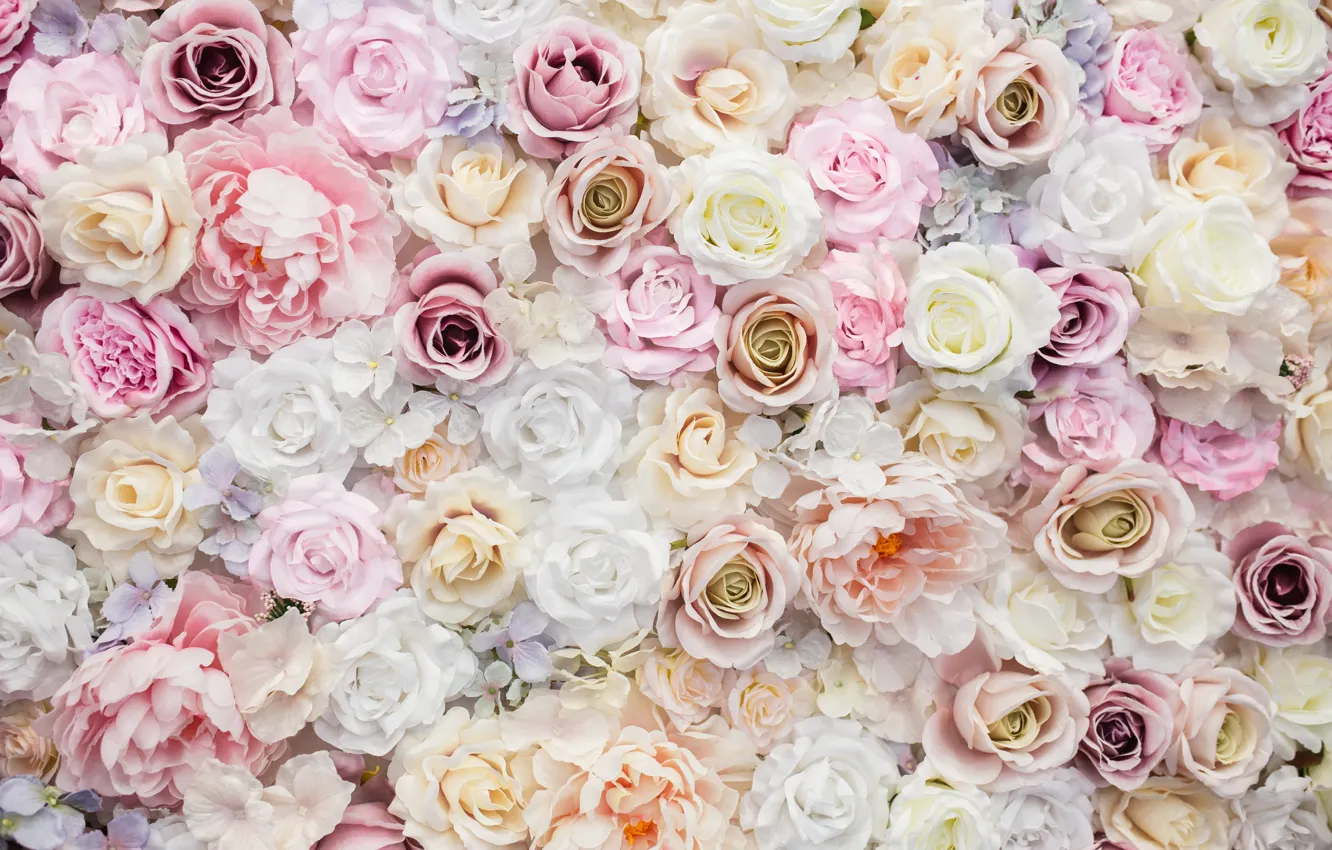 Фото обои розы, лепестки, белые, бутоны, pink