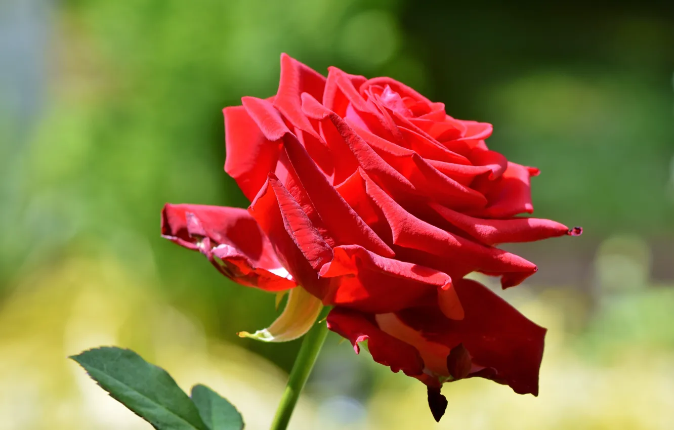 Фото обои цветок, роза, бутон, красная