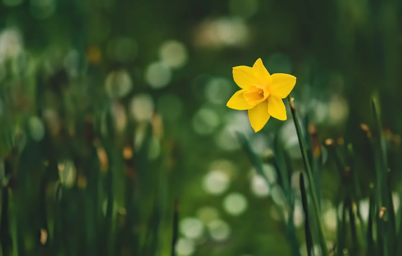 Фото обои цветок, желтый, весна, зеленый фон, нарцисс