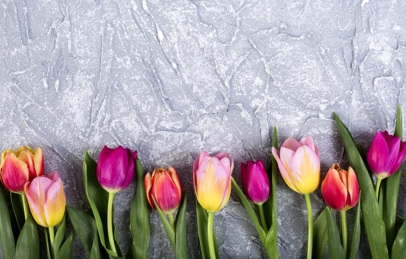 Фото обои цветы, colorful, тюльпаны, flowers, tulips, spring
