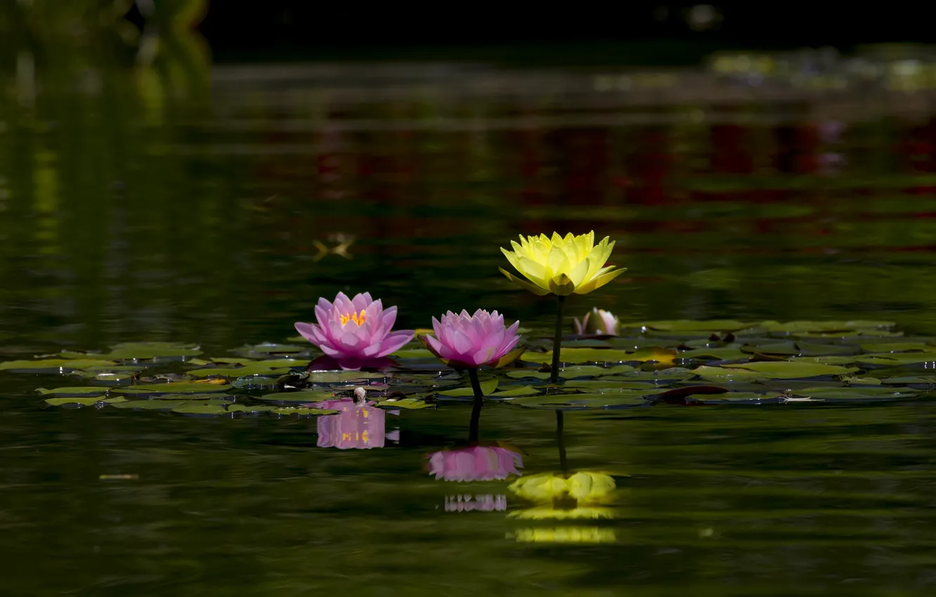 Фото обои листья, вода, цветы, природа, озеро, пруд, отражение, розовые