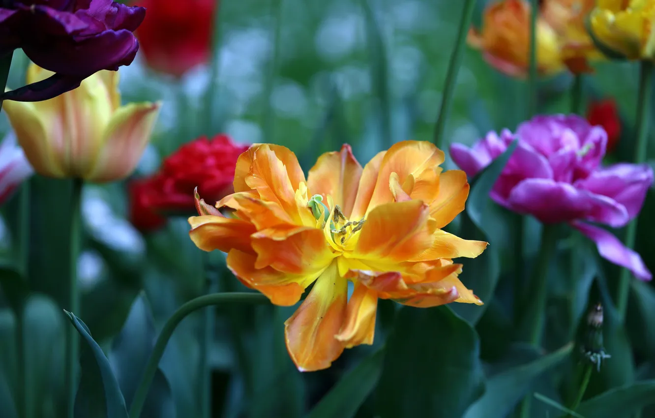 Фото обои цветы, тюльпан, весна, желтые, лепестки, тюльпаны, клумба, разные