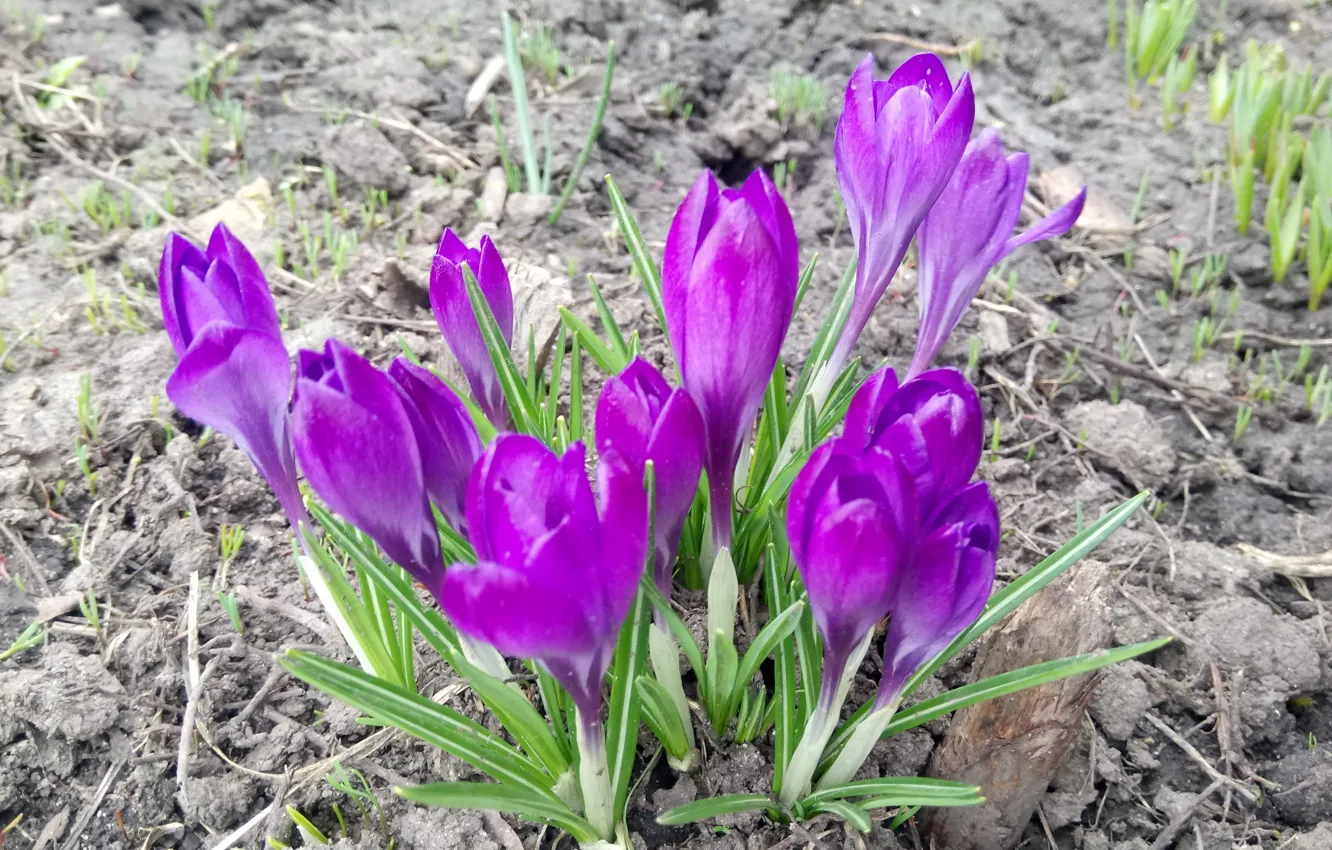 Фото обои Весна, Крокусы, Фиолетовые