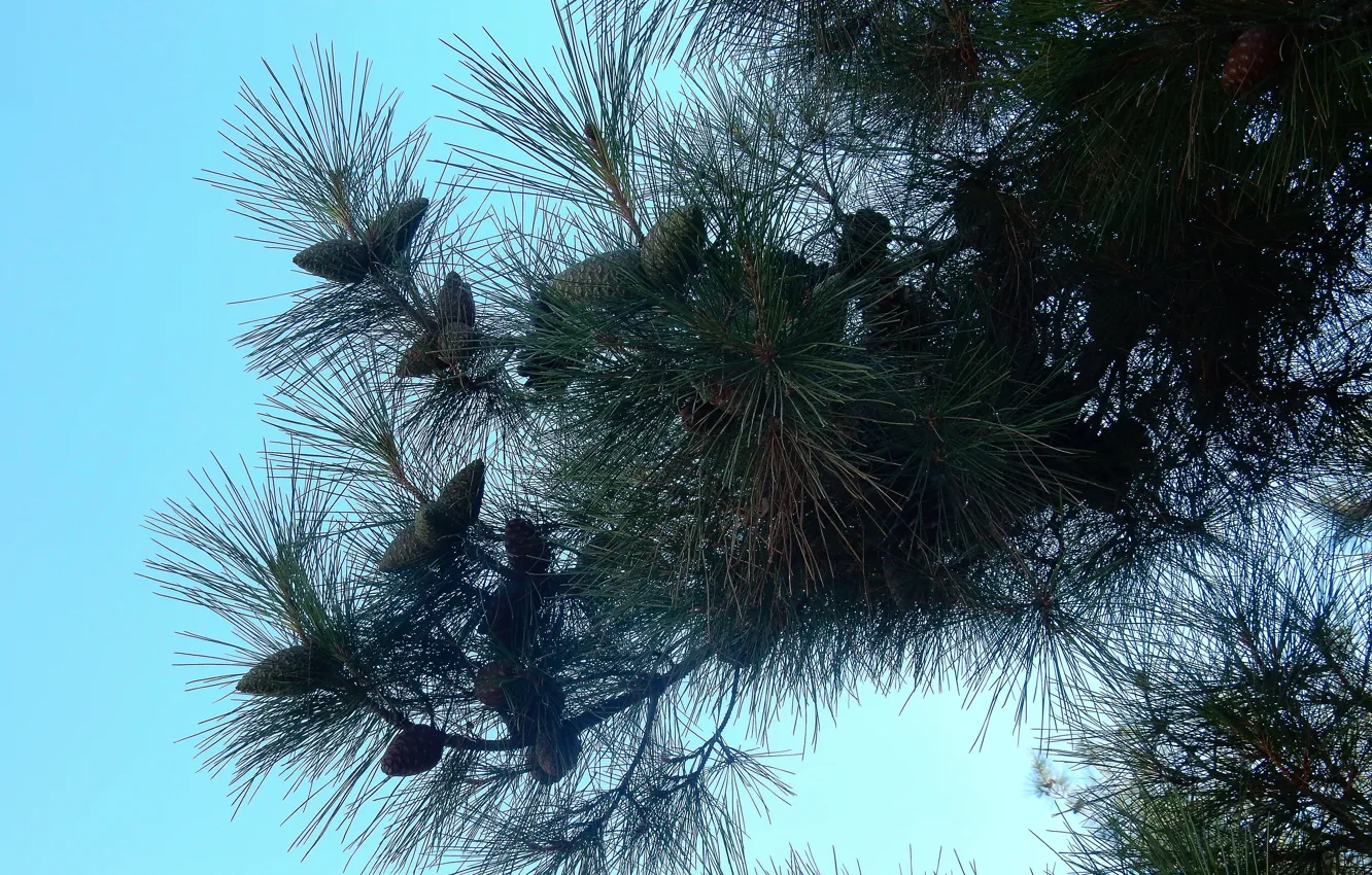 Фото обои небо, widescreen, обои, ель, wallpaper, шишки, широкоформатные, background