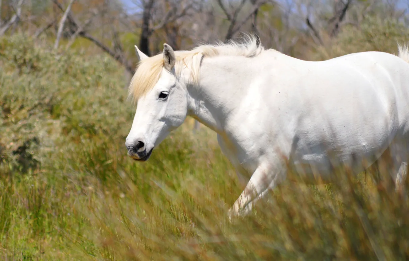 Фото обои белый, лето, трава, природа, конь, лошадь, прогулка, кусты