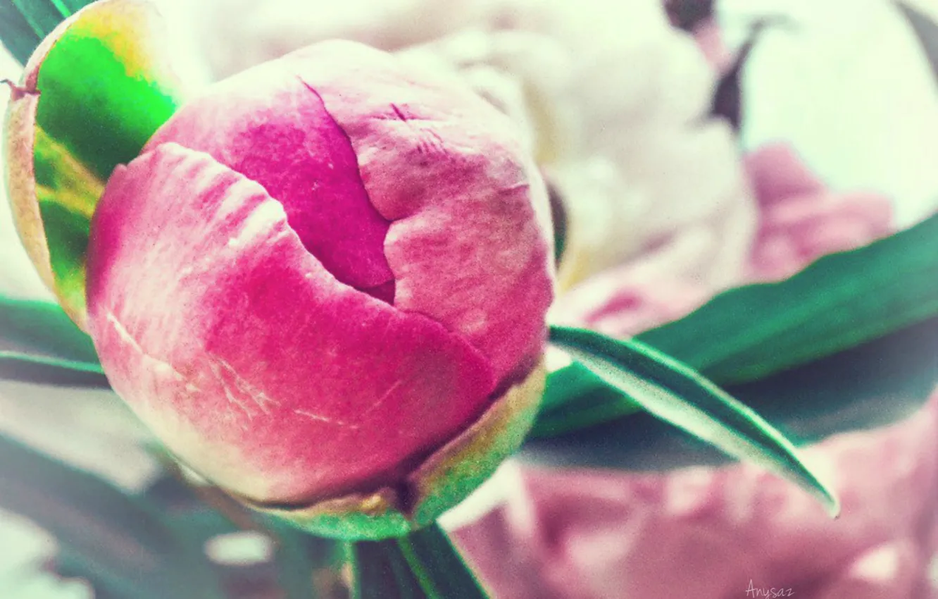 Фото обои цветы, розовый, букет, пионы