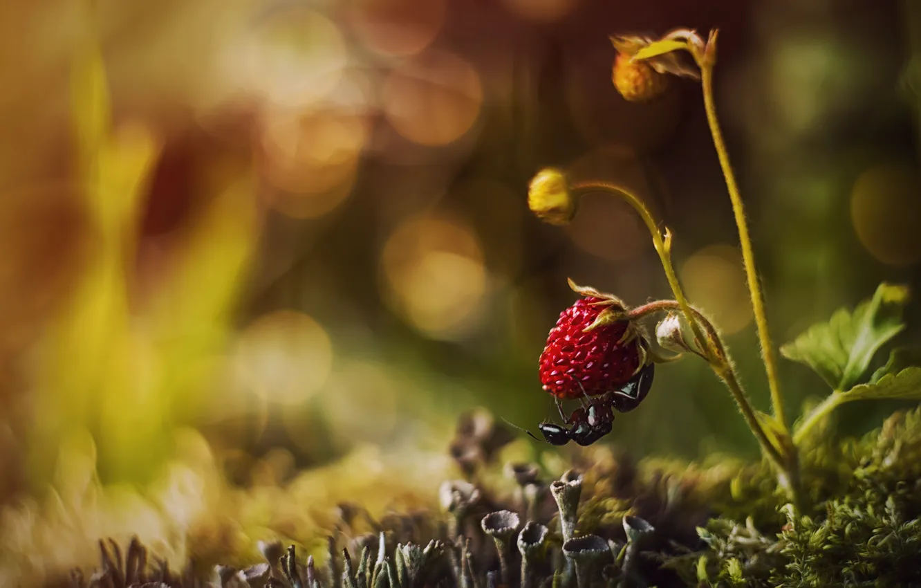 Фото обои макро, природа, мох, земляника, ягода, муравей, боке
