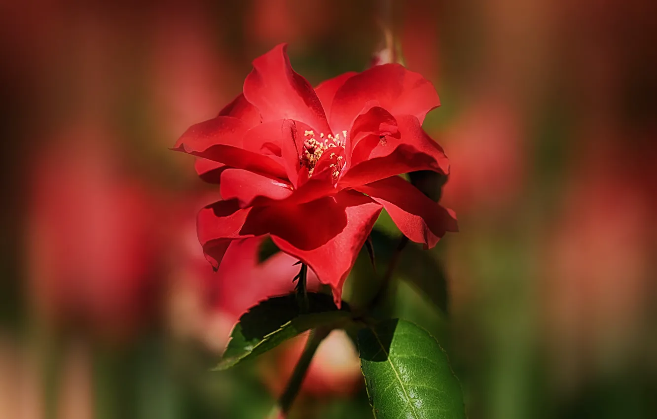 Фото обои фон, роза, лепестки, красная, алая, боке