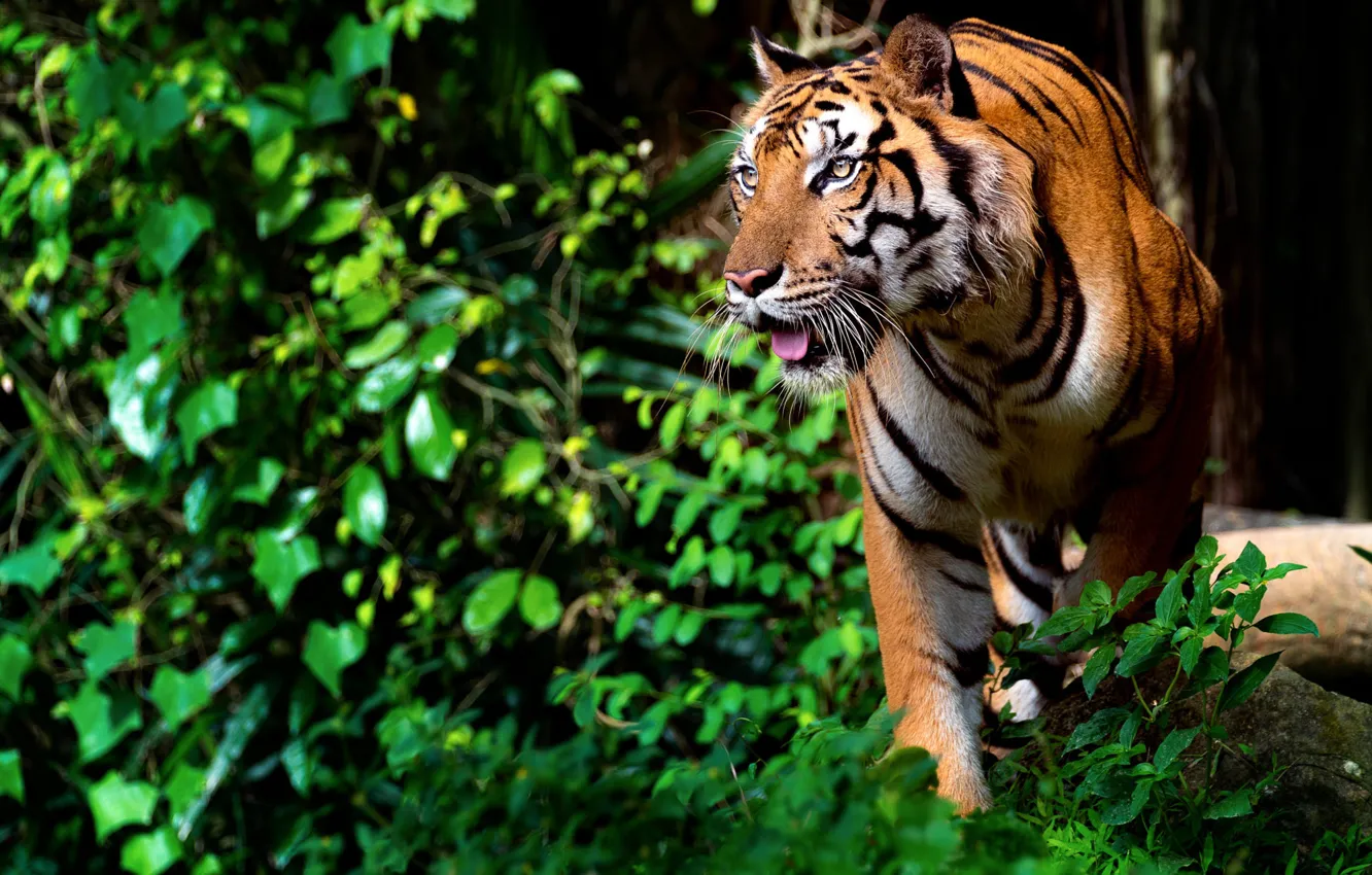 Фото обои ветки, природа, тигр, животное, листва, хищник