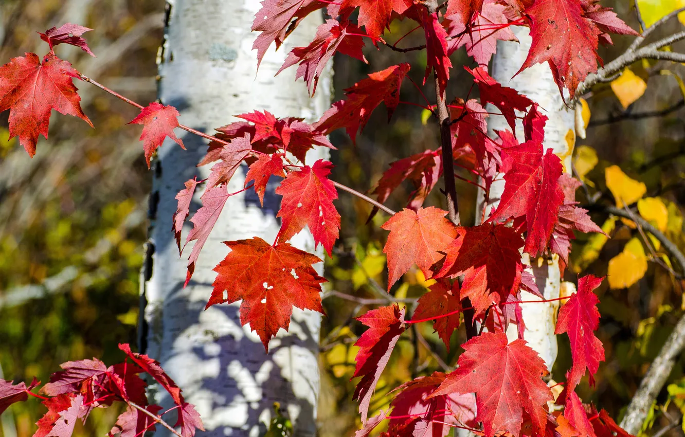 Фото обои осень, листья, дерево, ствол, багрянец