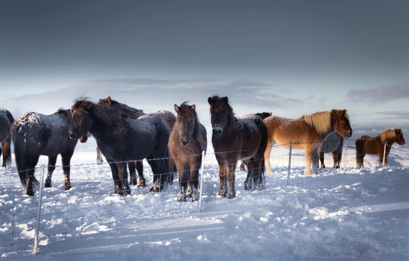 Фото обои зима, снег, кони, Iceland