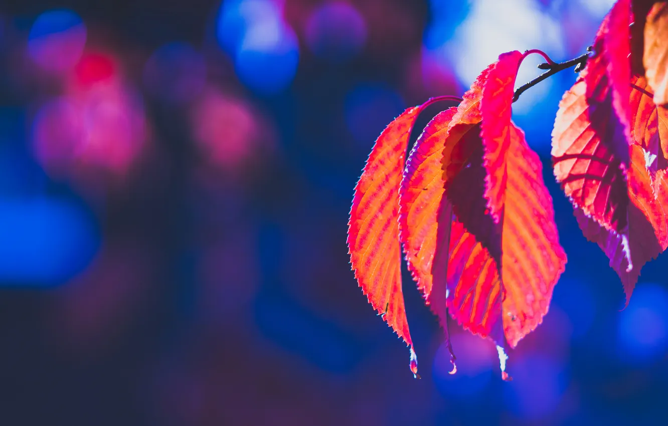 Фото обои осень, листья, природа, багрянец