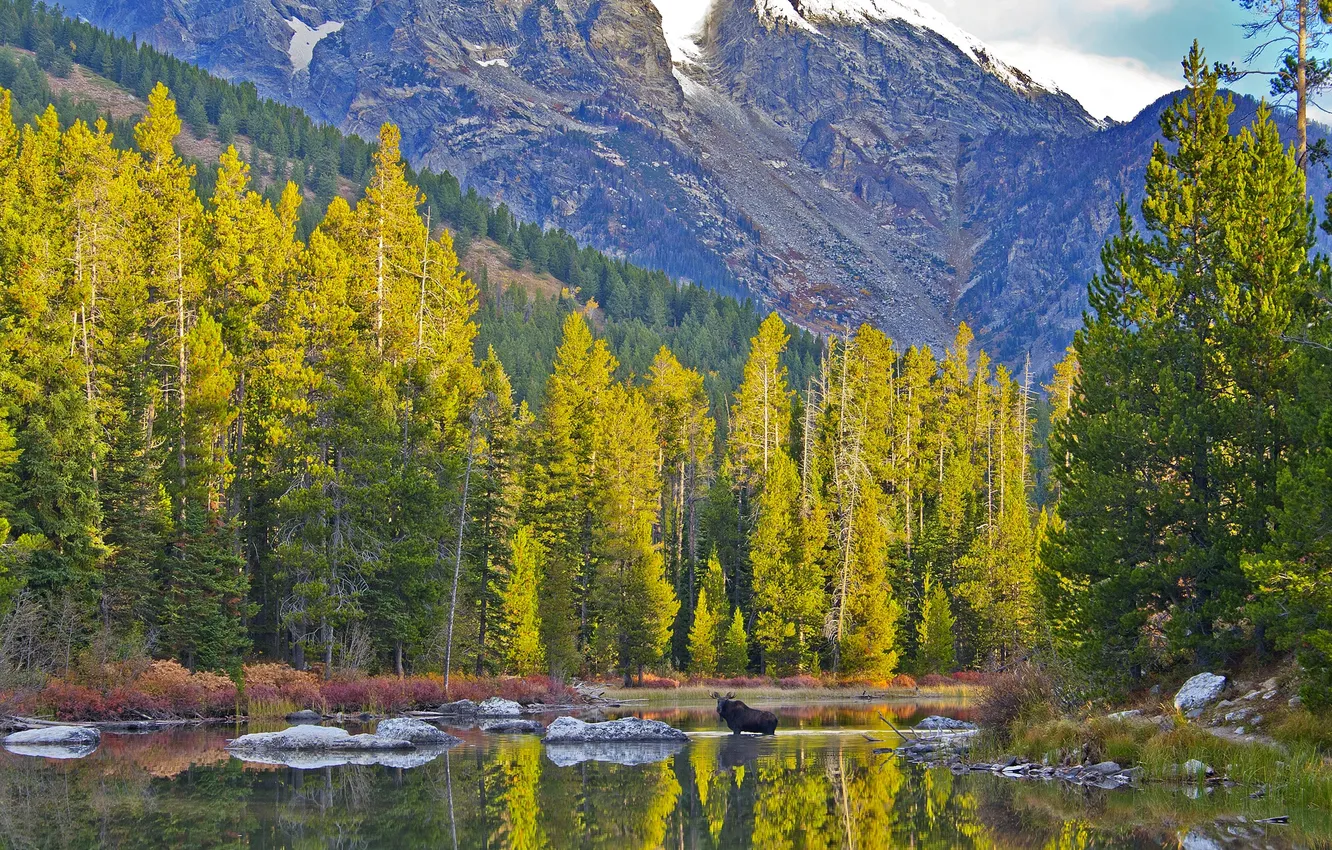 Фото обои осень, небо, деревья, горы, озеро, животное, лось