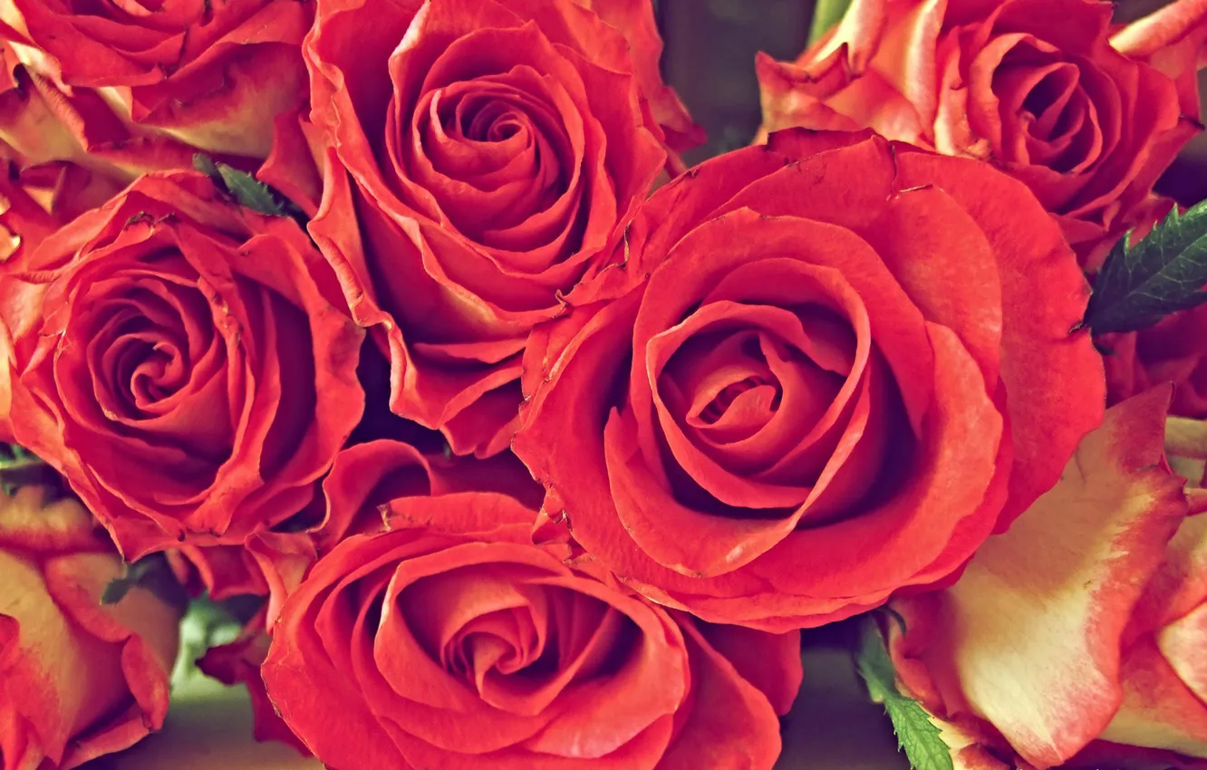 Фото обои красный, розы, букет