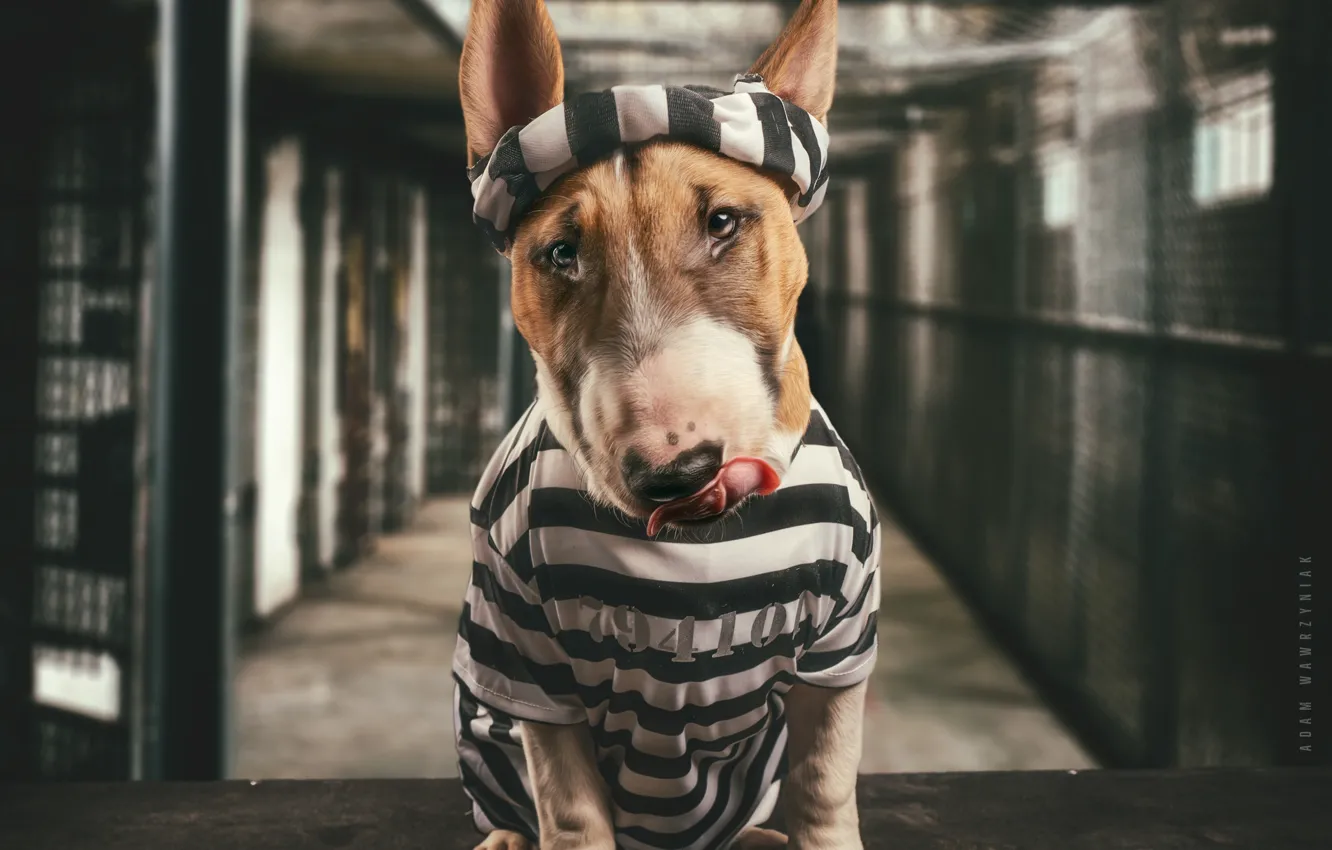 Фото обои морда, собака, тюрьма, Бультерьер, заключённый