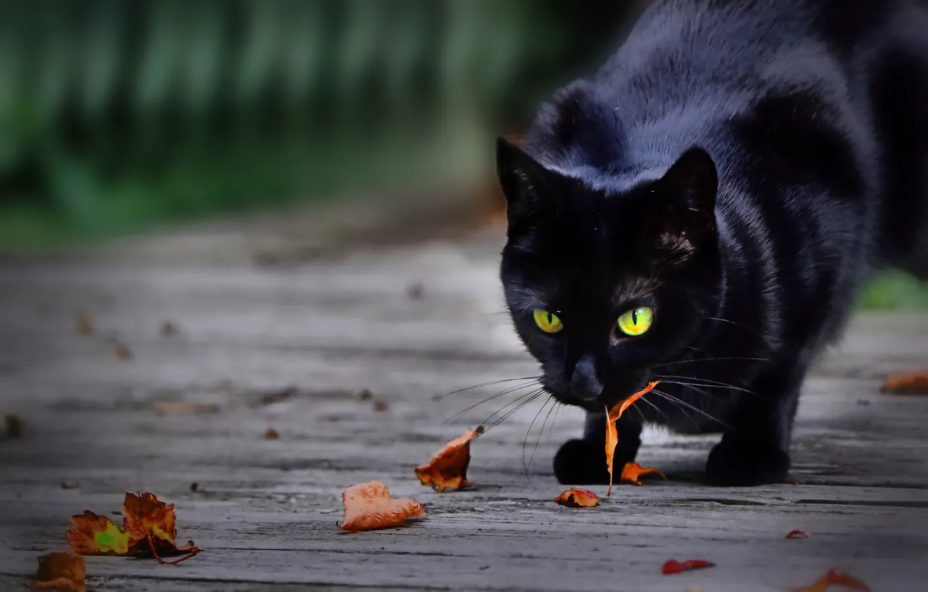 Фото обои листья, котейка, чёрная кошка