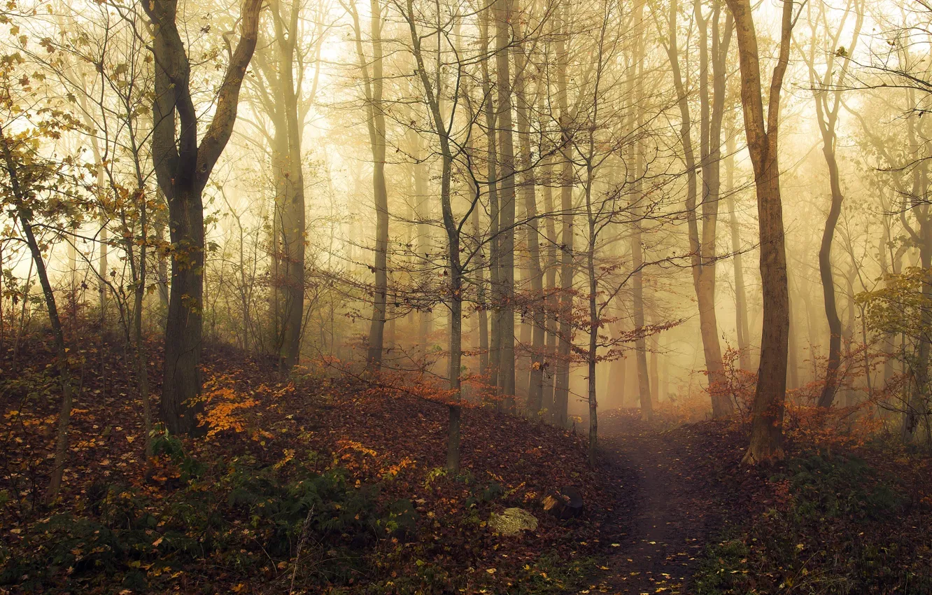 Фото обои осень, лес, листья, свет, деревья, туман, загадка, light