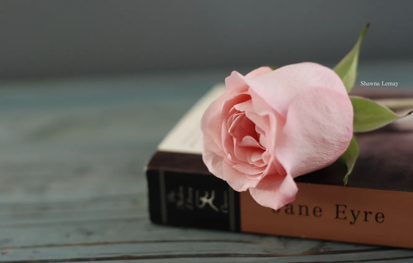 Фото обои листья, цветы, фон, обои, розовая, настроения, роза, книга