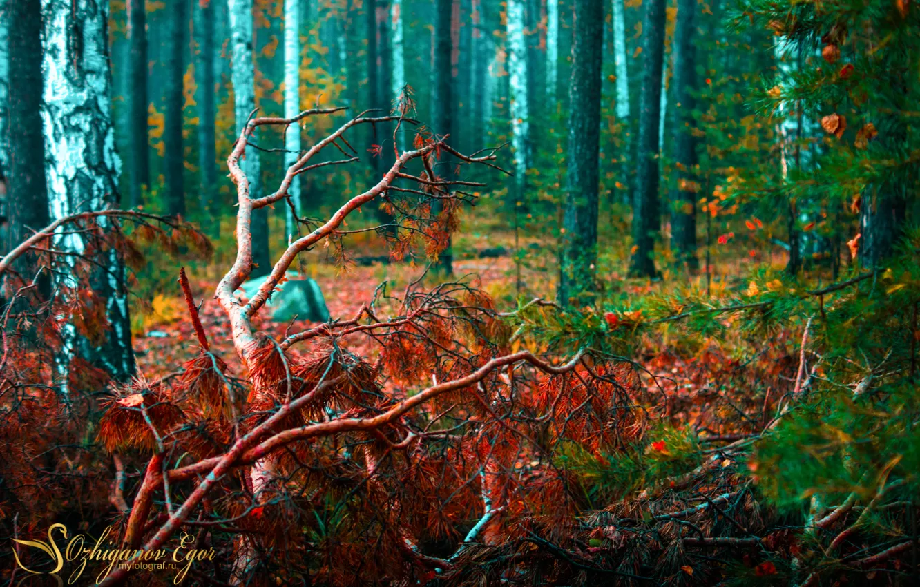 Фото обои осень, Природа, Лес, Первоуральск