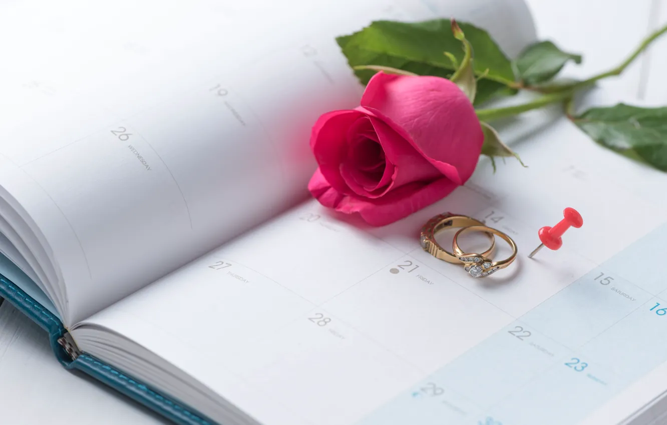 Фото обои праздник, роза, кольца, день влюбленных, колендарь