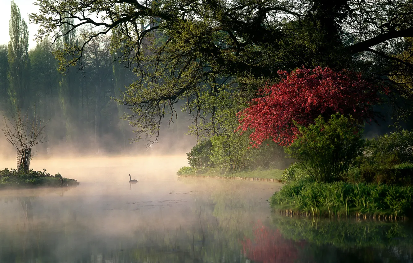 Фото обои деревья, природа, парк, река, утро, Германия, пар, лебеди