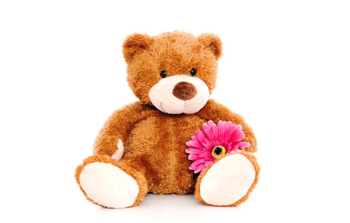 Фото обои цветок, игрушка, мишка, плюшевый, toy, bear, cute, Teddy