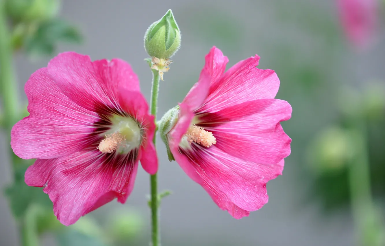 Фото обои цветы, лепестки, мальва